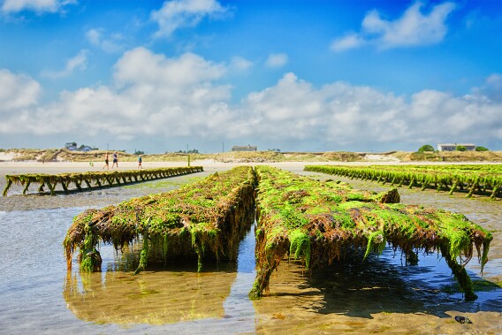 Muschelbänke - Normandie null